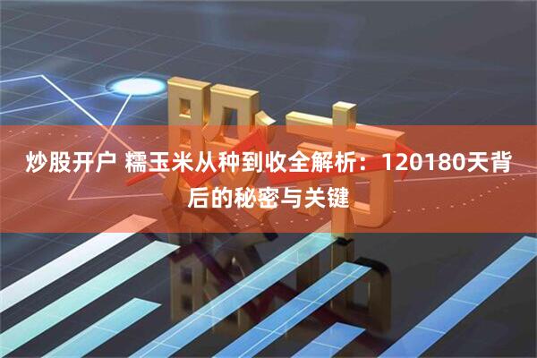炒股开户 糯玉米从种到收全解析：120180天背后的秘密与关键